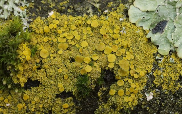 Candleflame Lichen reference