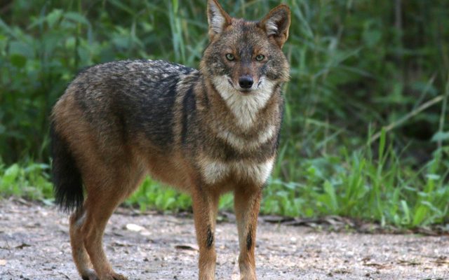 Golden Jackal reference