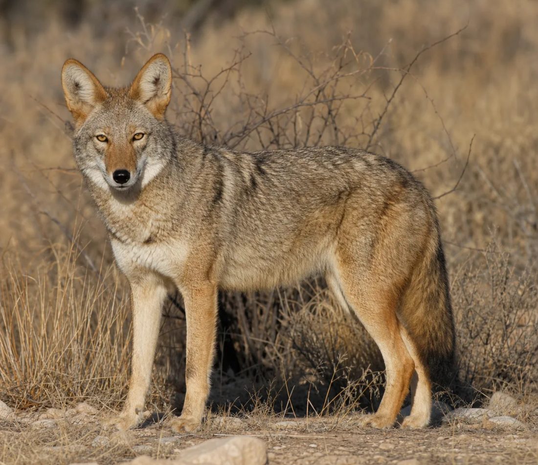 Mexican Coyote reference