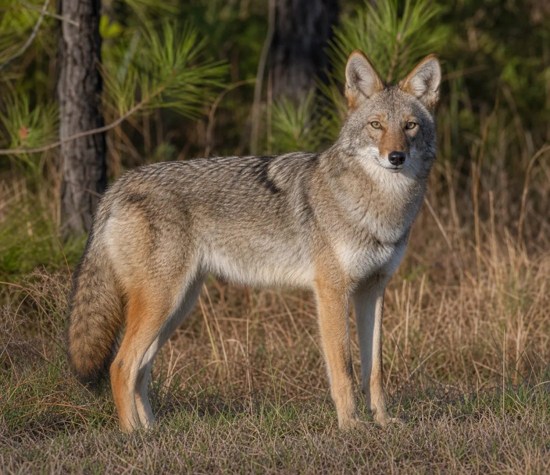 Southeastern Coyote reference