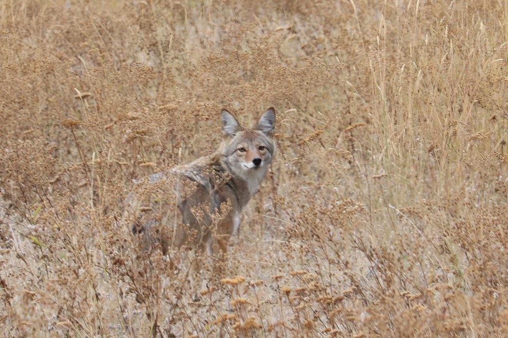Mountain Coyote reference