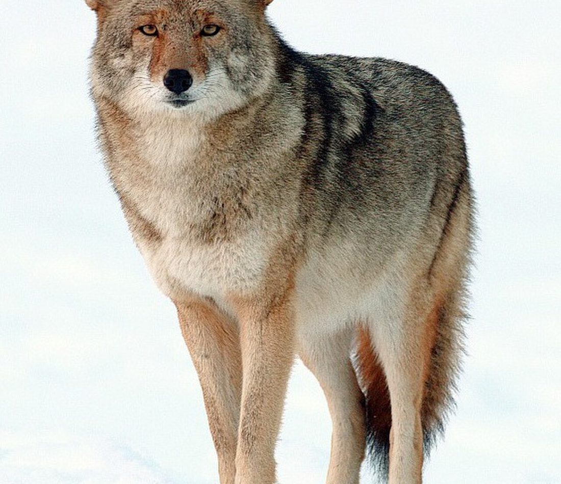 Canis latrans reference