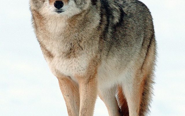 Coyote reference