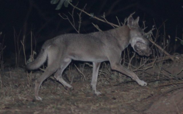 Arabian Wolf reference