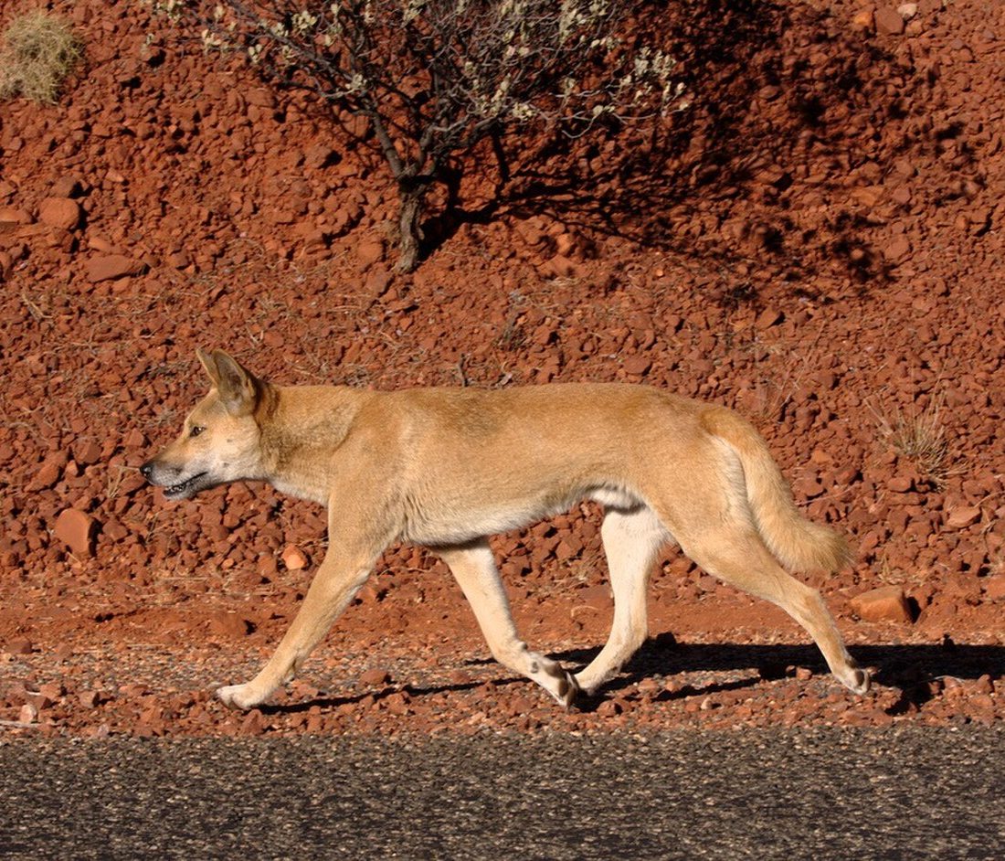 Canis lupus dingo reference