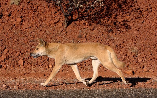 Dingo reference