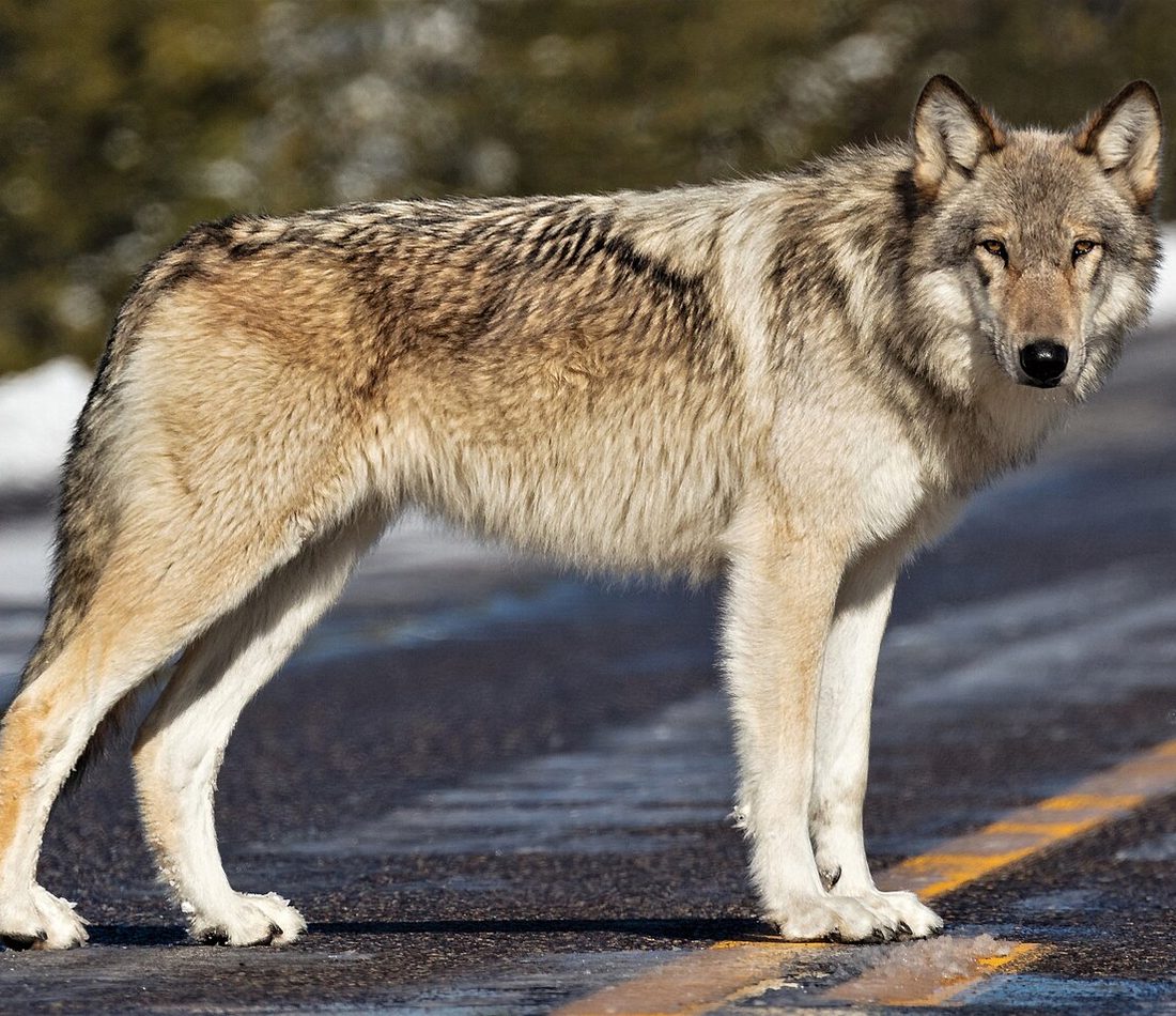 Northwestern Wolf reference