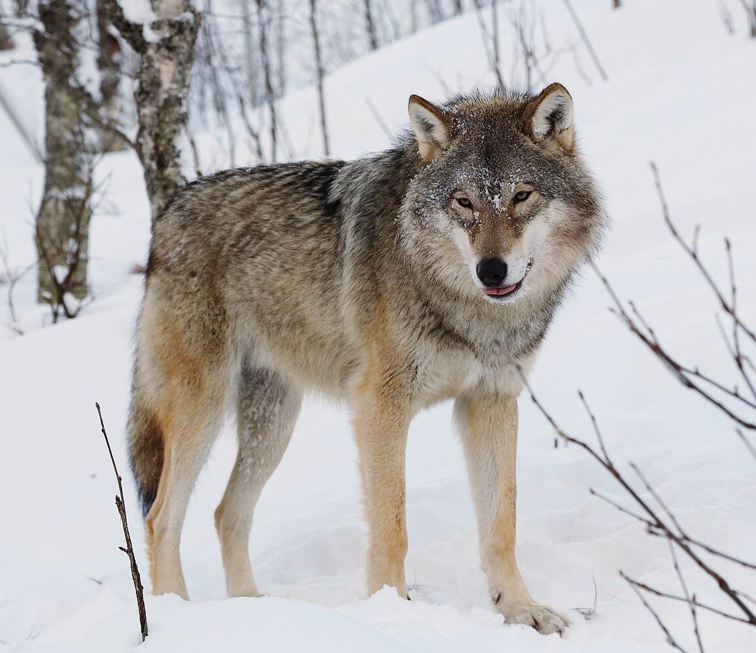 Gray Wolf reference