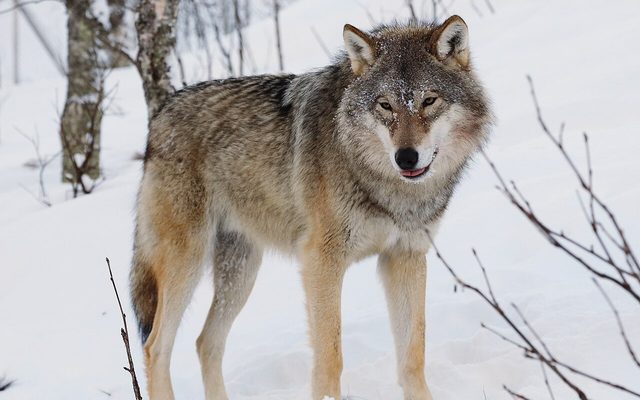 Gray Wolf reference
