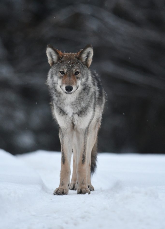 Eastern Wolf reference