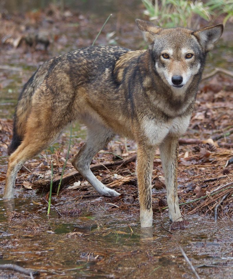Red Wolf reference