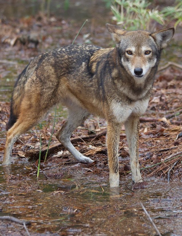 Red Wolf reference