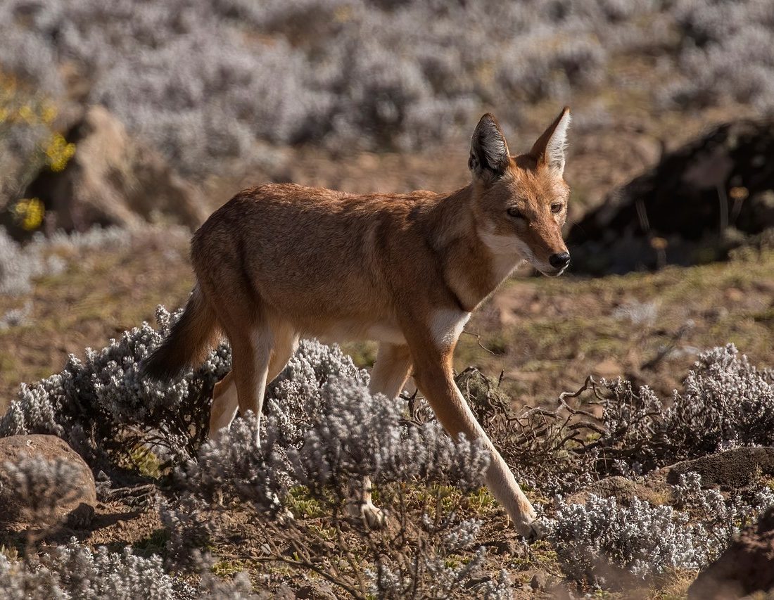 Ethiopian Wolf reference