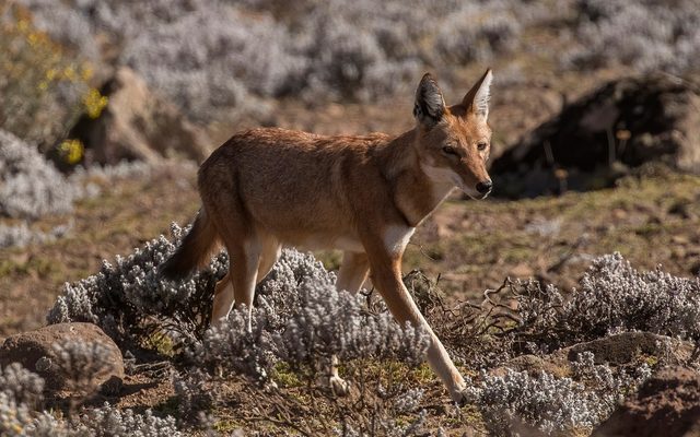 Ethiopian Wolf reference