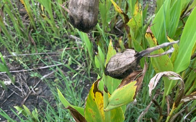 Golden Canna reference