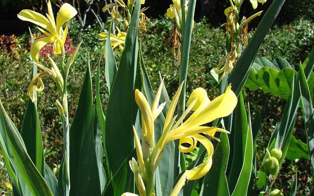 Glaucous Canna reference