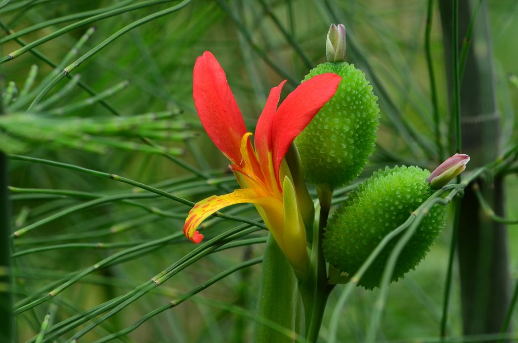 Canna indica reference