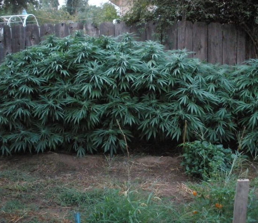 Cannabis indica reference