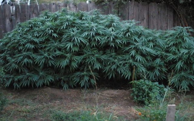 Indian Hemp reference