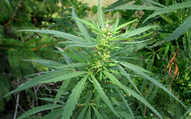 Wild Cannabis reference