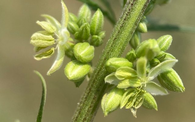 Cannabis Sativa reference