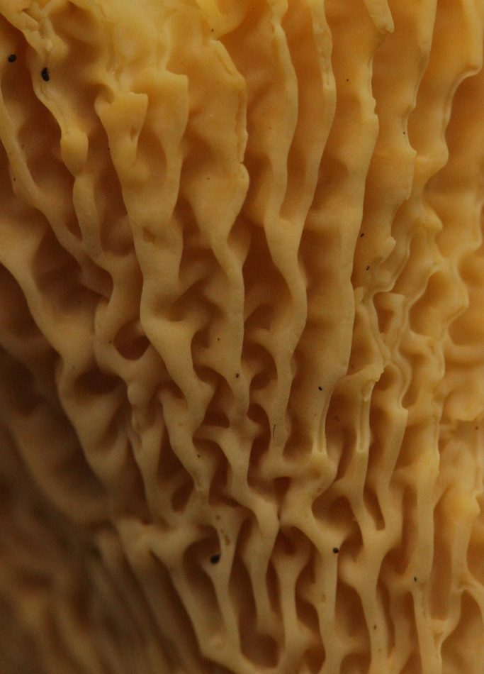 Cantharellus cibarius reference
