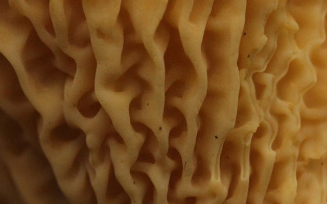 Golden Chanterelle reference