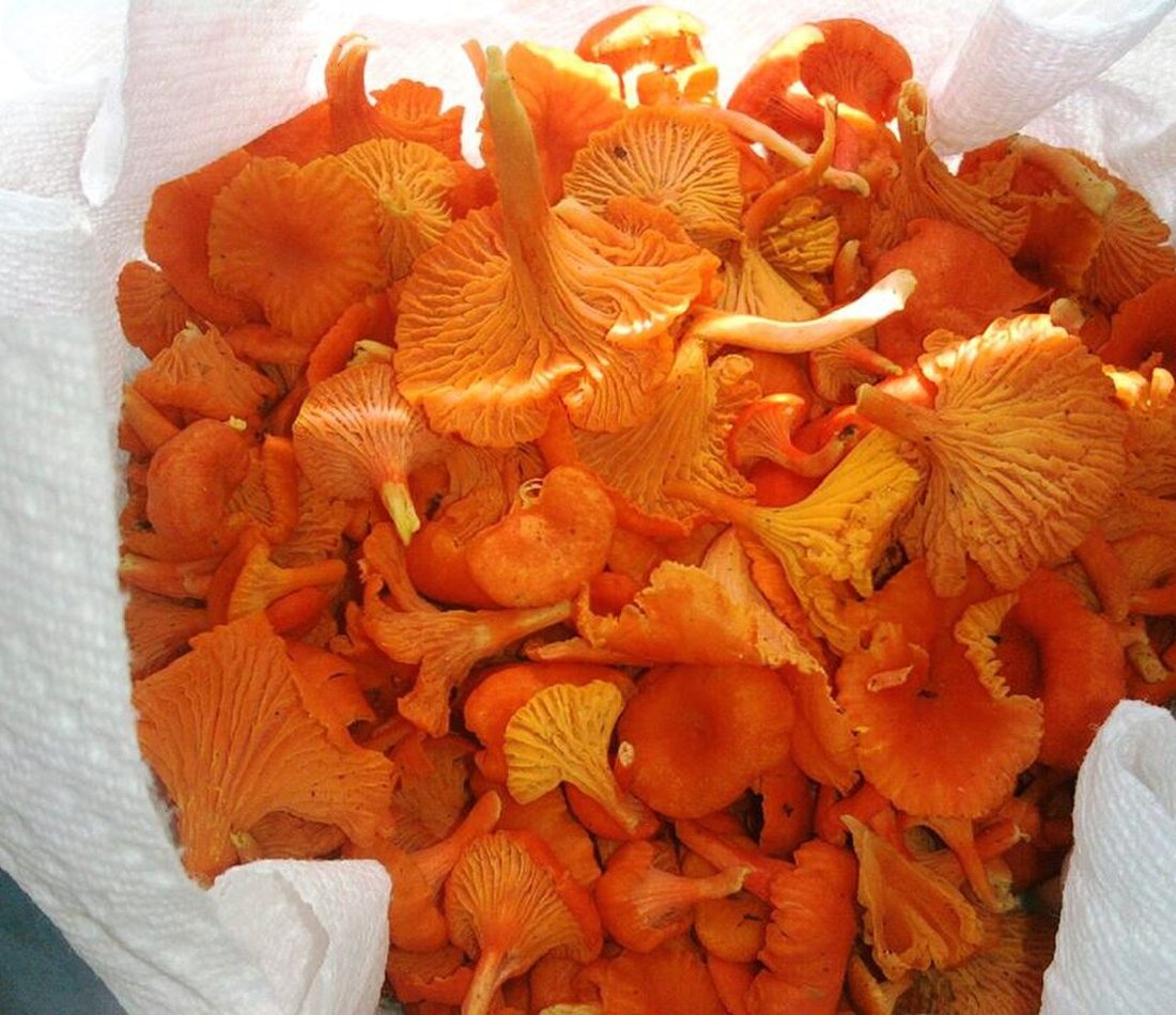 Red Chanterelle reference