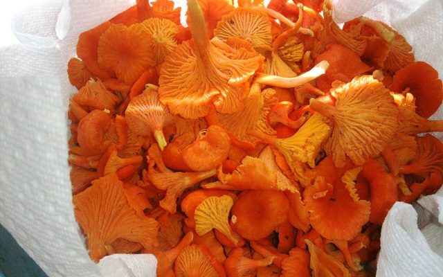 Cinnabar Chanterelle reference