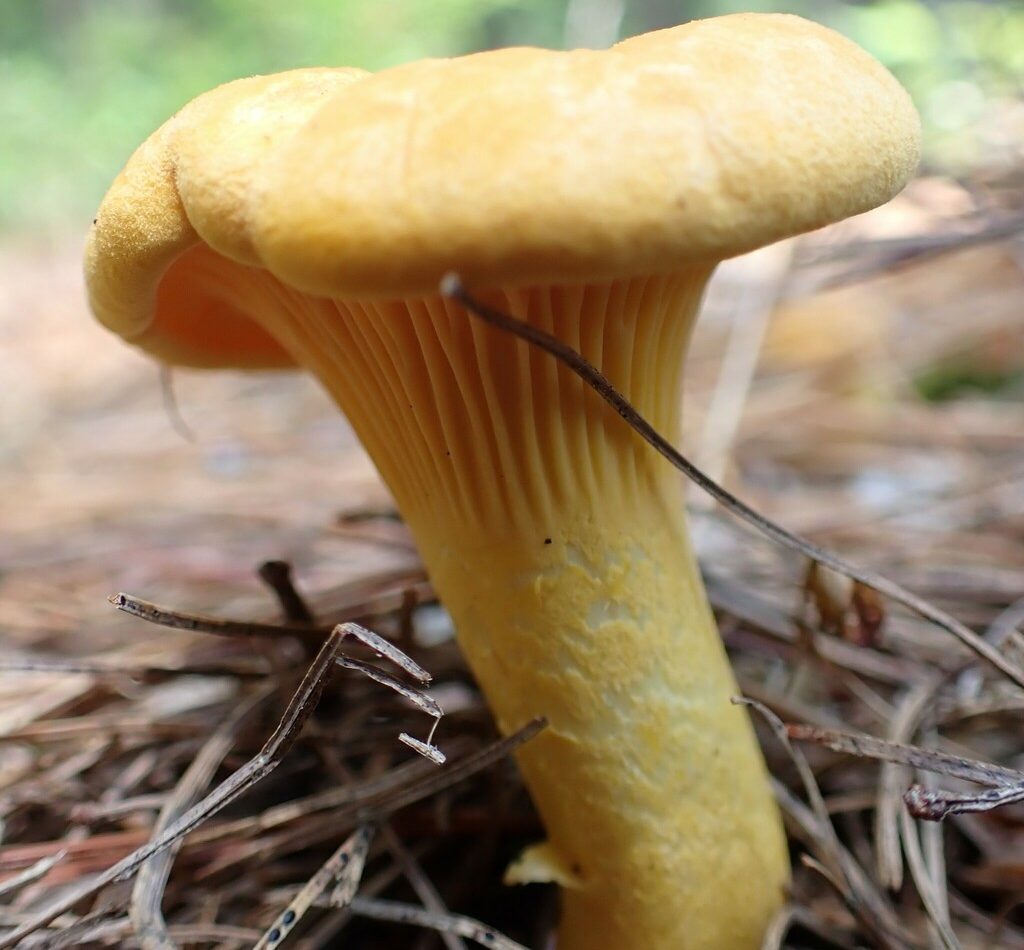 Golden Chanterelle reference