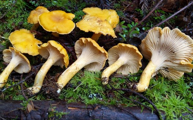 Pacific Golden Chanterelle reference
