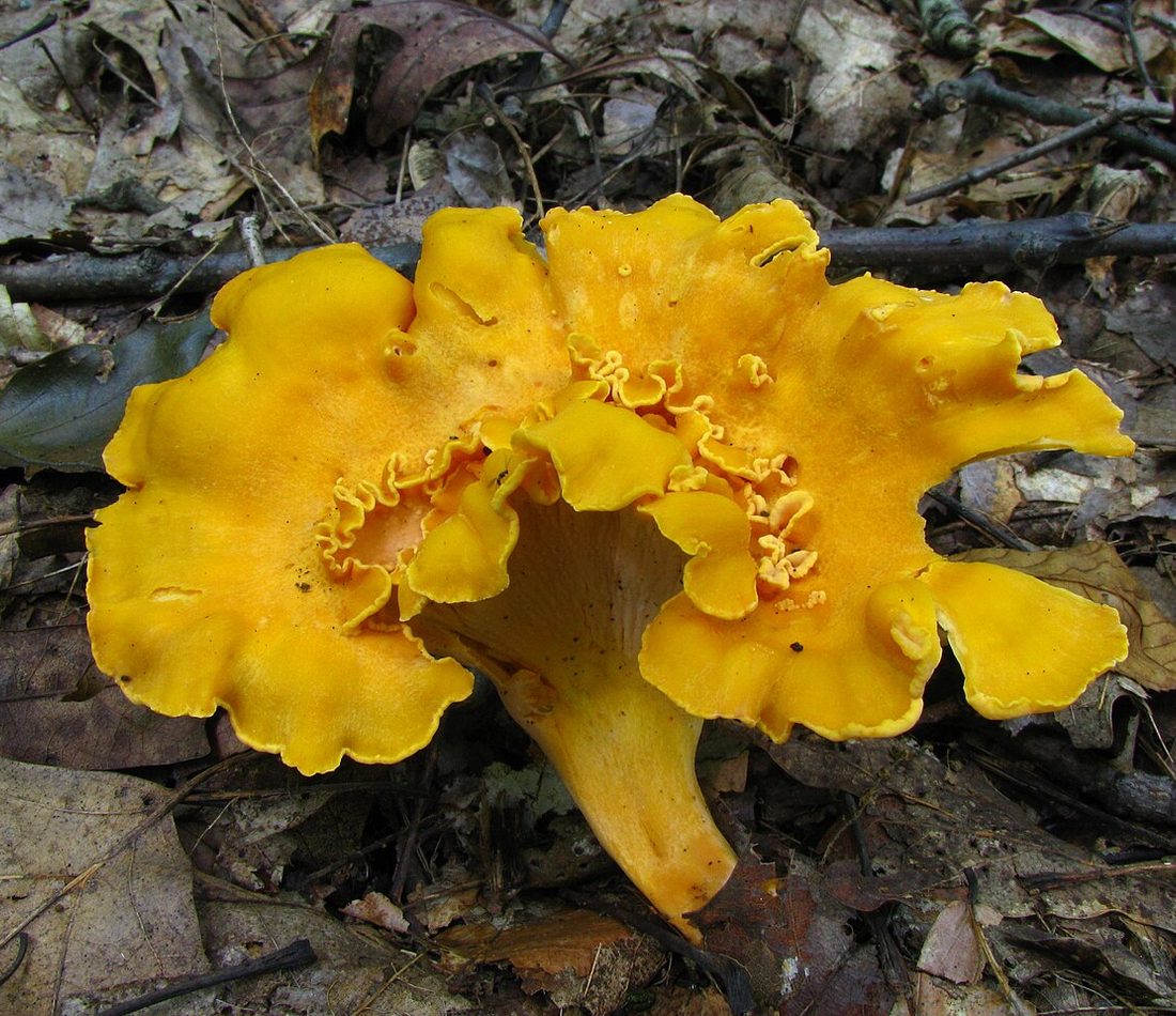 Smooth Chanterelle reference