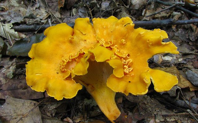 Smooth Chanterelle reference