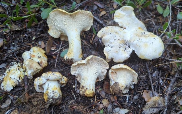 White Chanterelle reference