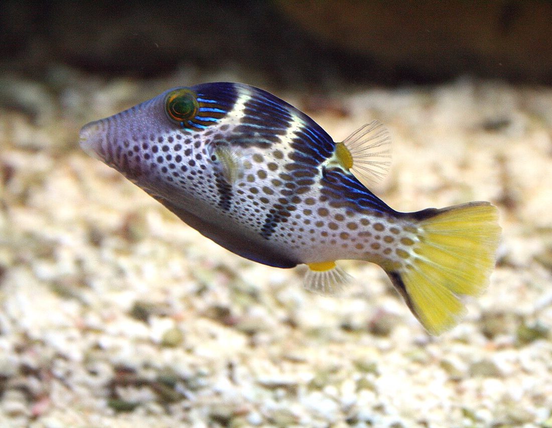 Valentin's Sharpnose Puffer reference