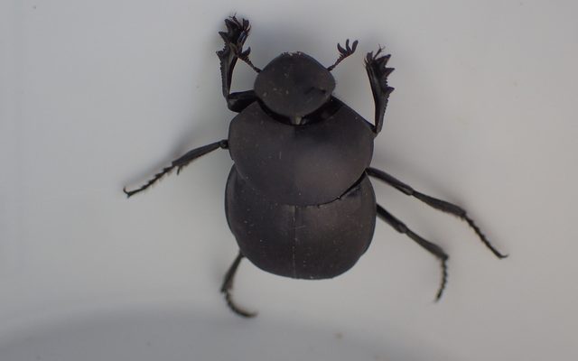Common Tumblebug reference