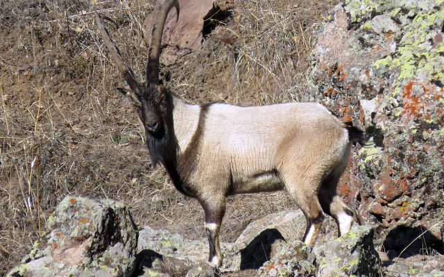 Bezoar Ibex reference