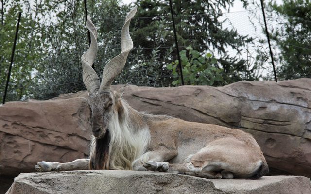 Markhor reference