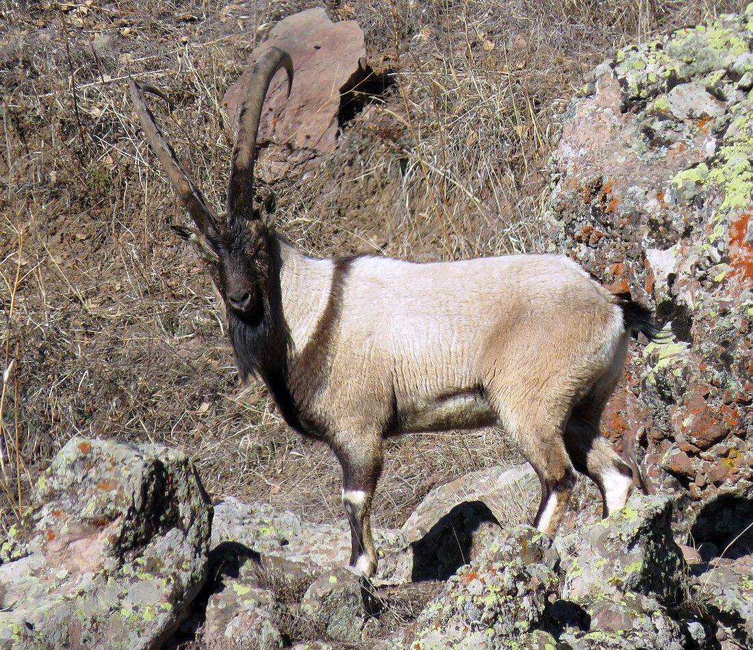 Wild Goat reference