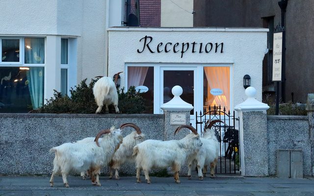 Domestic Goat reference