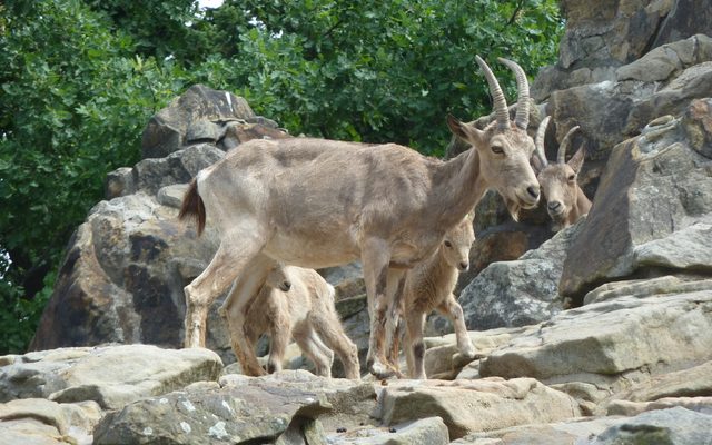 Alpine Ibex reference