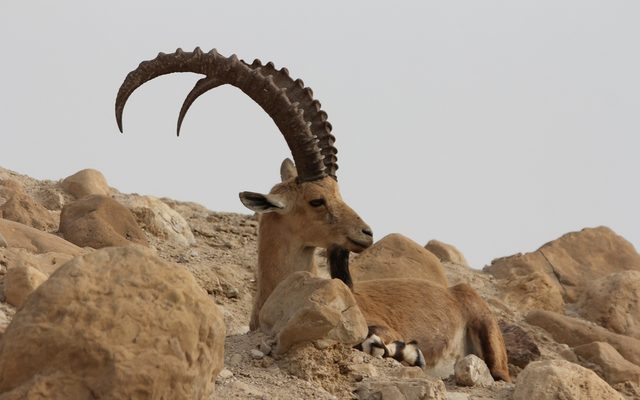 Nubian Ibex reference
