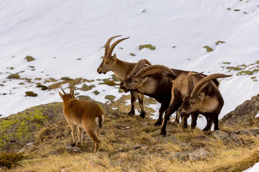 Spanish Ibex reference