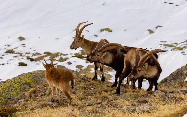 Iberian Ibex reference