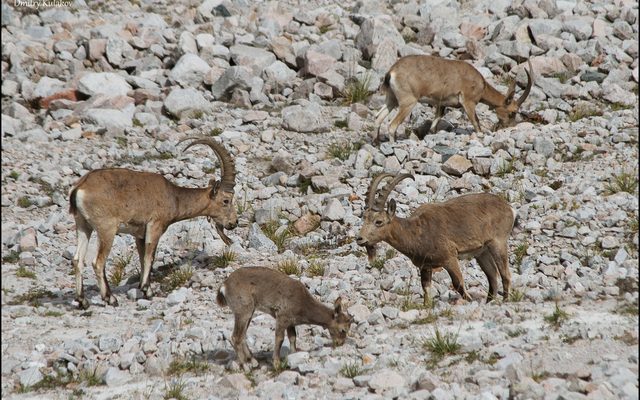 Siberian Ibex reference