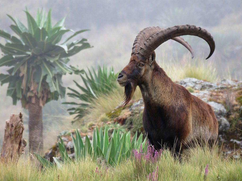 Walia Ibex reference