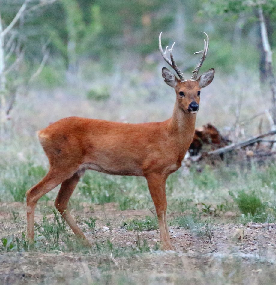 Eastern Roe Deer reference