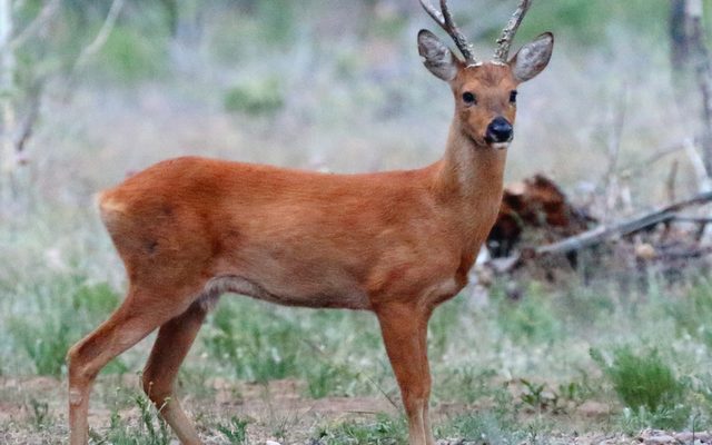 Siberian Roe Deer reference