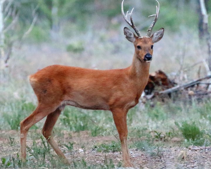 Eastern Roe Deer
