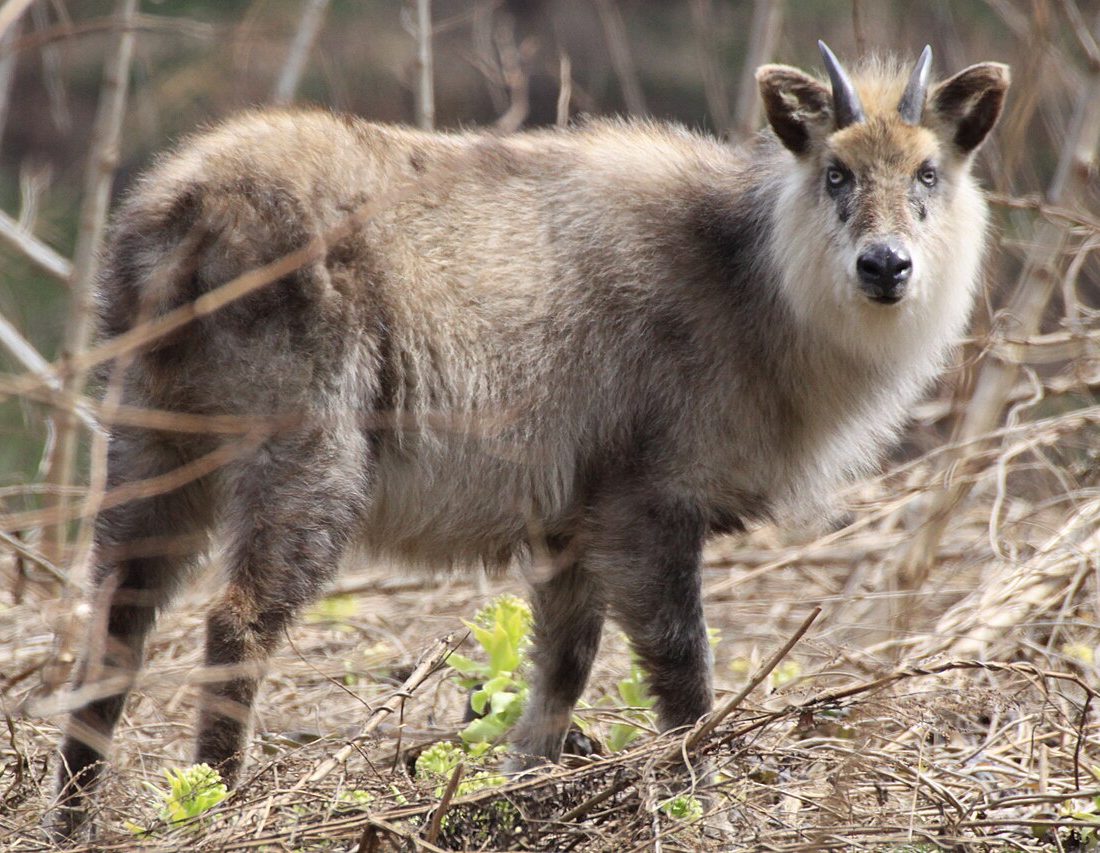 Taiwan Serow reference
